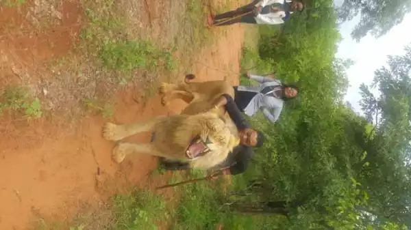 Lady Take A Walk With A Lion In Viral Photos For Vacation